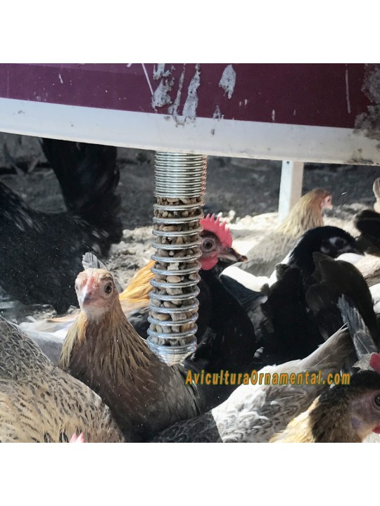 comedero espiral para gallinas
