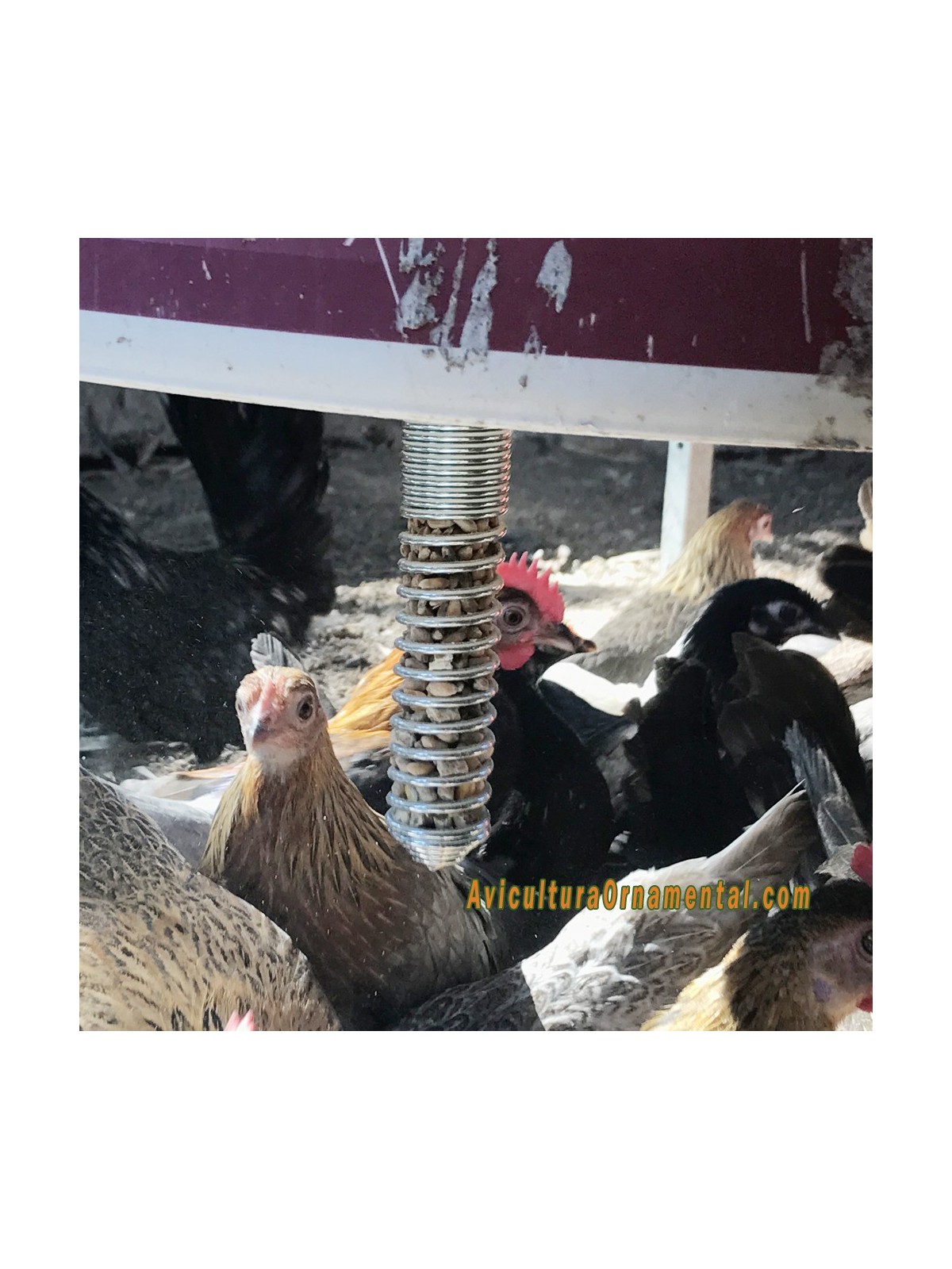 comedero espiral para gallinas
