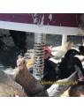 comedero espiral para gallinas
