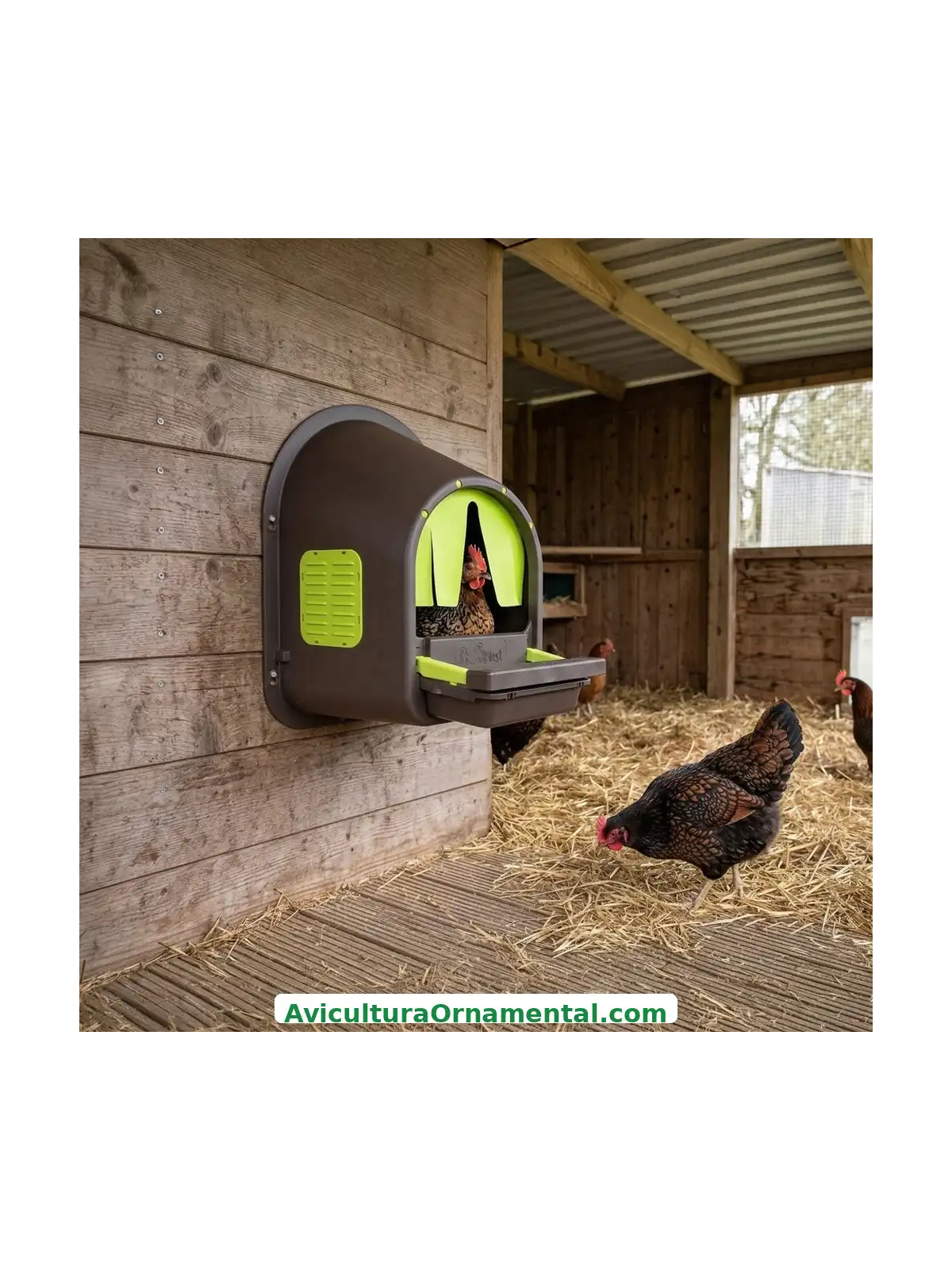 Ponedero EcoNest para Gallinas con Recogida de Huevos