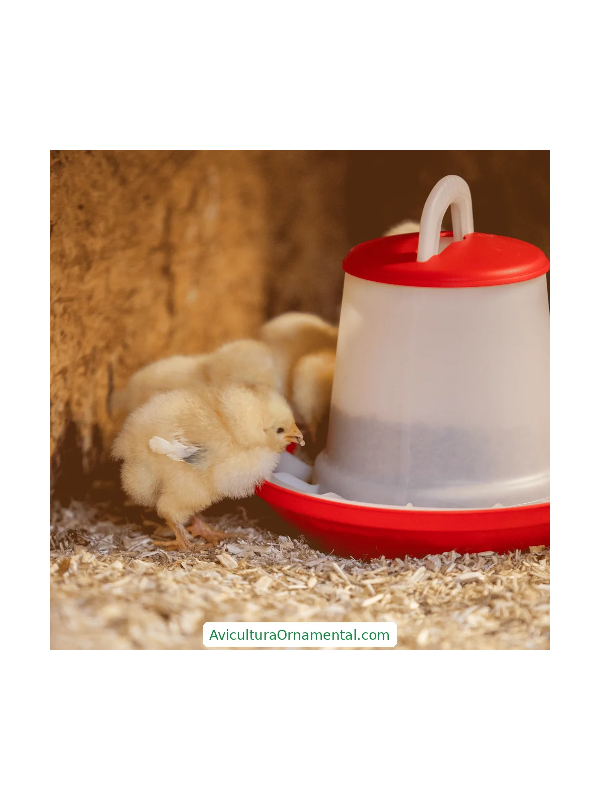 Comedero para Gallinas sin Patas y Dos Niveles