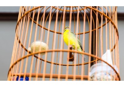 Dónde colocar la jaula de nuestro pájaro image