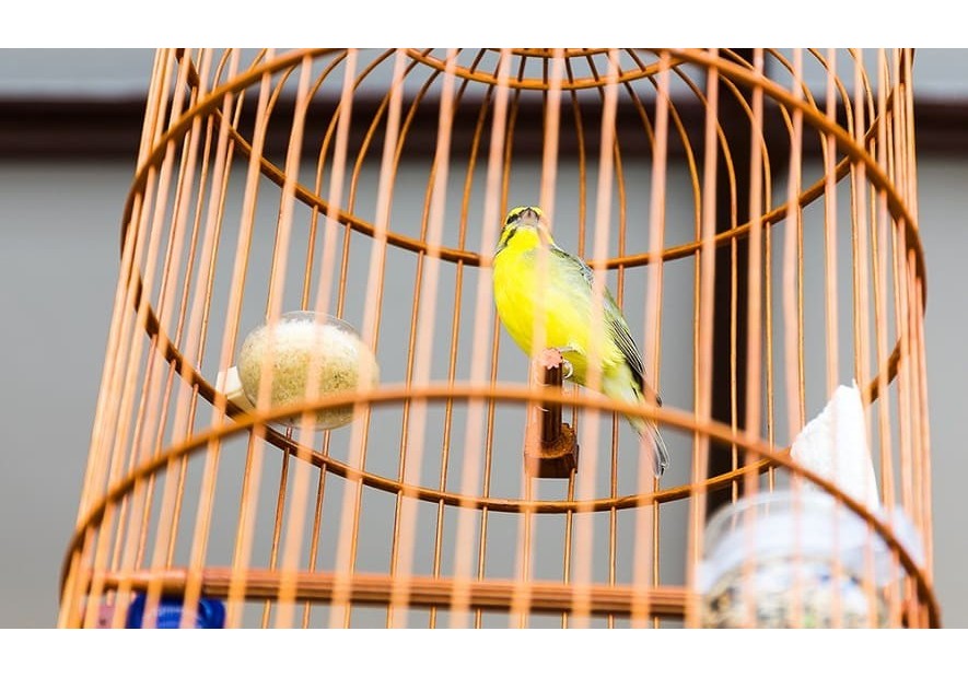 Dónde colocar la jaula de nuestro pájaro