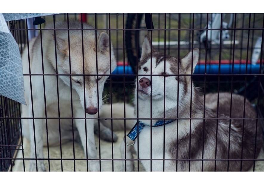 Jaulas de transporte para perros